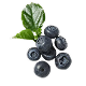 Juniper Berry